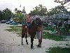Filename=New Years 059.jpg
Filesize=84KiB
Dimensions=640x480
Date added=Jun 23, 2005 New Years 059.jpg