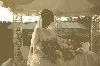 Filename=Wedding,Jim y Araly - 198.jpg
Filesize=35KiB
Dimensions=500x333
Date added=Nov 27, 2005 Wedding,Jim y Araly - 198.jpg