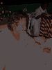 Filename=jim & araly (24).JPG
Filesize=31KiB
Dimensions=375x500
Date added=Nov 27, 2005 jim & araly (24).JPG